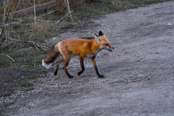 red fox in the wild