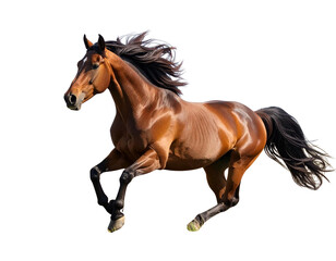 Obraz premium Realistic Brown Horse Galloping in Open Field, Wildlife Animal, isolated on transparent background PNG