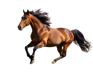 Realistic Brown Horse Galloping in Open Field, Wildlife Animal, isolated on transparent background PNG