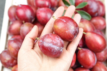 Fresh Red Plums in Hand with Basket of Ripe Stone Fruit for Healthy Eating and Organic Agriculture