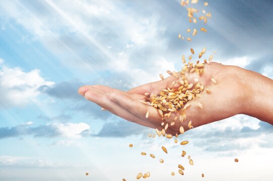 Shavuot jewish holiday. ripe bouquet of wheat - Powered by Adobe