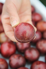Fresh Ripe Plum in Hand - Organic Stone Fruit Harvest Close-up