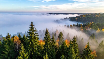 Misty forest panorama at dawn