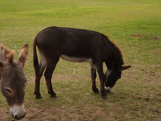 Donkeys standing behind a wooden fence in a farm paddock, spotted and brown donkey outdoors in rural countryside.