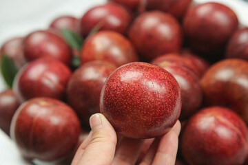 Fresh Red Chilean Plum in Hand with Harvest Collection of Imported Stone Fruits