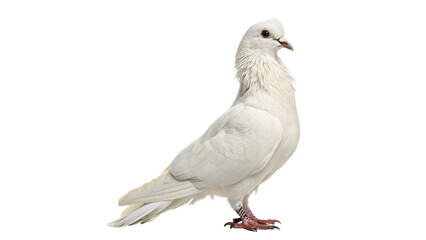 White dove standing gracefully with detailed feather texture isolated on transparent background