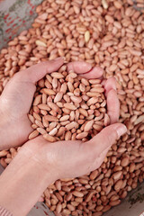 Fresh Shandong Peanut Kernels in Hands - Red Skin Small Nuts Agricultural Harvest