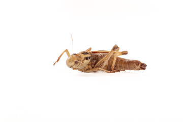 Fresh Edible Locust Grasshopper Insect Food Alternative Protein Source Asian Cuisine