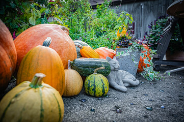 Autumn Pumpkin Patch at Ueno Farm, Hokkaido, Japan – Fall Harvest Landscape