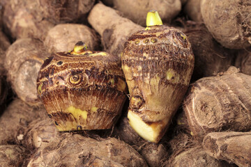 Shandong Hairy Taro Roots - Fresh Asian Cooking Ingredient with Brown Fibrous Skin