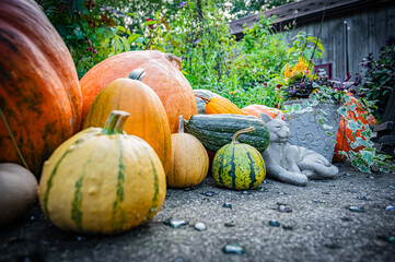 Autumn Pumpkin Patch at Ueno Farm, Hokkaido, Japan – Fall Harvest Landscape