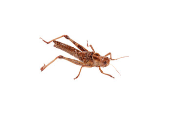 Fresh Brown Grasshopper Locust Isolated White Background Shandong Fried Cuisine Ingredient Insect Food