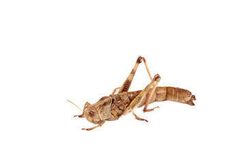 Brown Grasshopper Insect Isolated on White Background - Fresh Natural Wildlife Photography