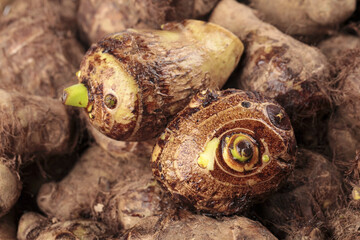 Fresh Hairy Taro Roots with Green Sprouts from Shandong Province - Traditional Asian Cooking Ingredient