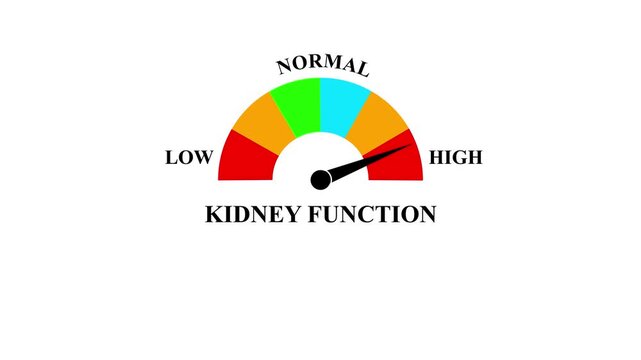 Animated kidney function meter decreasing from normal to low level, ideal for concepts related to poor kidney function, chronic kidney disease and dialysis