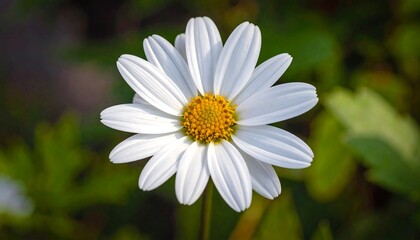 Close-up of a single white flower