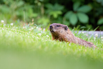 Groundhog (Marmota monax) in Green Grass with Natural Forest Background