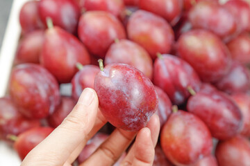 Fresh Red Plums Being Selected by Hand at Farmers Market