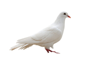 Naklejka premium White dove isolated on transparent background