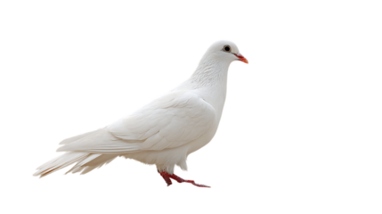 White dove isolated on transparent background