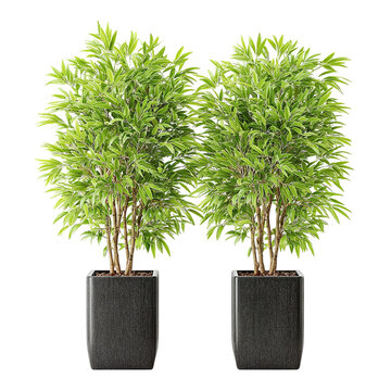 Pair of outdoor bamboo plants in tall rectangular black metal planters, thin green stalks with narrow leaves, isolated transparent background