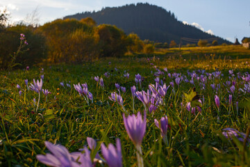 Obraz premium Beautiful autumn crocus flowers in the meadow in Carpathian mountains
