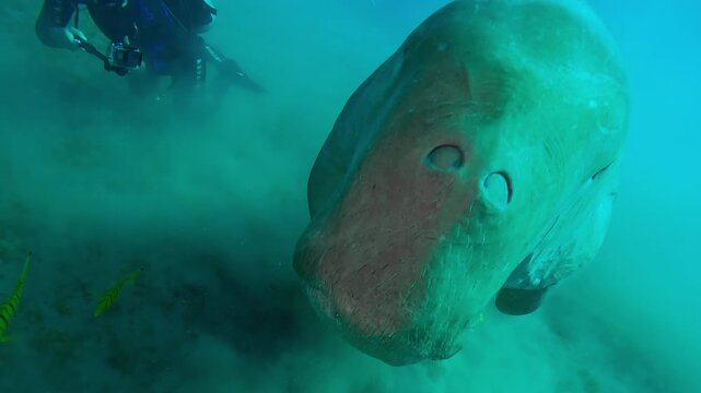 Sea Cow swimming upward from sea bottom and swims in turquoise water to the surface, in the background a diver looks at her, Slow motion of Sea Cow, Dugong dugon