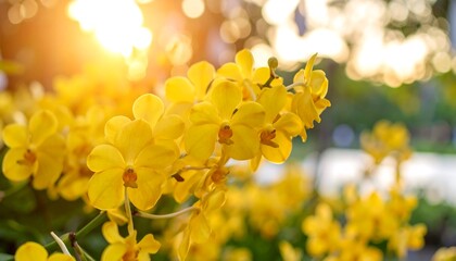 Vibrant Yellow Orchids Bathed Sunlight