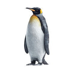 Fototapeta premium King penguin with yellow markings isolated on transparent background