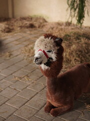 Cute alpaca sitting on the ground, brown and white alpaca with fluffy fur and red halter resting...