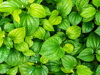 Piper Sarmentosum,Wildbetal leafbush Texture Pattern Background