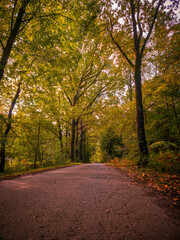 Tree-lined street in warm autumn colors illuminated by the sun, hike, Alhorner Fischteiche, Alhorn, 26197 Großenkneten, Germany, Europe
