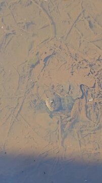 Handheld video of a Common Snapping Turtle Chelydra serpentina hiding under the mud
