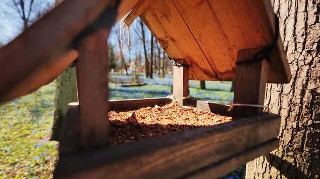 Close up, wooden bird feeder with seeds, Riga park spring blue hepatica flowers