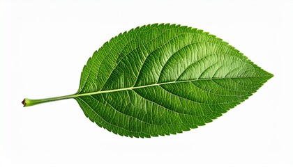 Fototapeta premium Close-up of a vibrant green leaf (5)