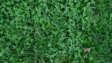 Lush green grass and clover texture, perfect for nature backgrounds, eco-friendly branding, landscaping projects, digital design, and refreshing spring themes.