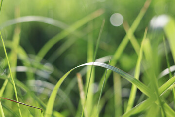 green grass with dew drops