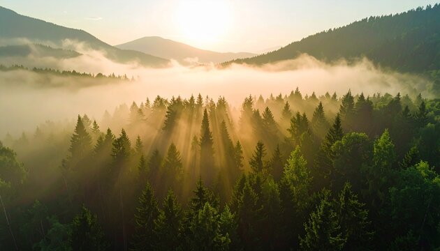 Sunrise over a misty mountain forest - Powered by Adobe