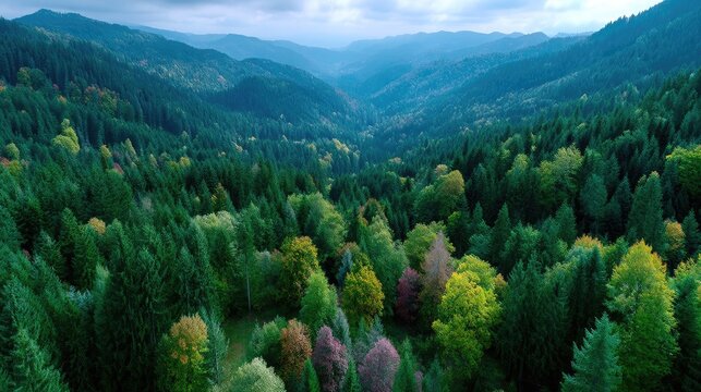 Aerial View of Lush Forested Valley with Hues of Green and Yellow Beneath Cloudy Skies in Mountainous Terrain Cinematic HDR Landscape