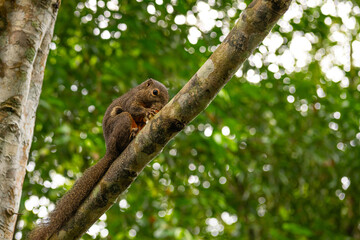 Closeup view of squirrel on tree branch in Singapore Botanic Garden