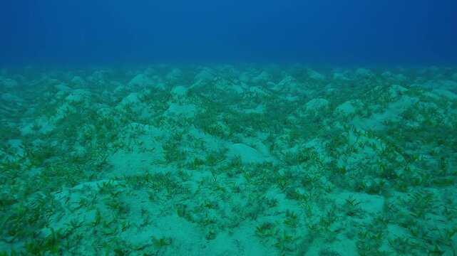 Sea bottom with sandy hills covered with Smooth ribbon seagrass, Cymodocea rotundata on turquoise water background, Slow motion, Forward movement above hilly sand seabed with sea grass 