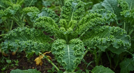 Vibrant Curly Kale, A Close-Up View of Fresh, Organic Greens Growing