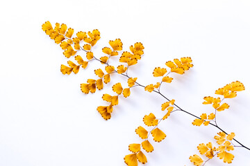 Withered adiantum leaves and white background