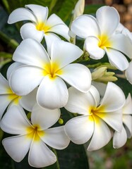 Close-up of a cluster of white plumeria flowers