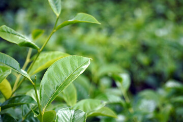 A close-up of fresh, tender green tea leaves on a tea plant, with a shallow depth of field, symbolizing nature, organic farming, and the growth of tea.