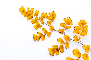 Withered adiantum leaves and white background