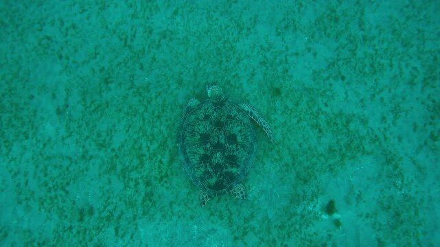 Top view of Sea Turtle grazing on sea floor, Slow motion of Great Green Sea Turtle, Chelonia mydas