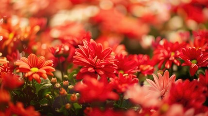 Background Photo, A stunning perspective view of zoom on plenty of exotic beautiful flowers, entire space filled with flowers. 