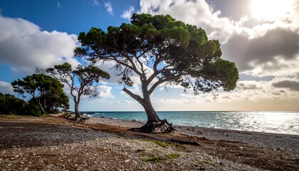Coastal pine trees at the beach