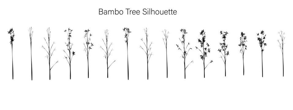 Several bamboo stalks with sparse leaves arranged in a row against a white background creating a pattern